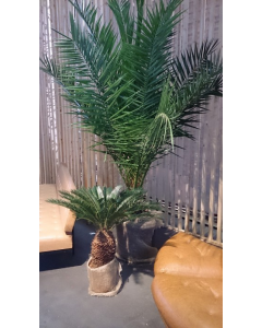 Palmboom klein model