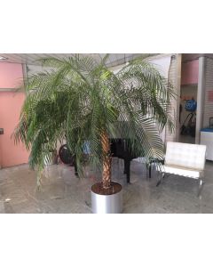 Palm 